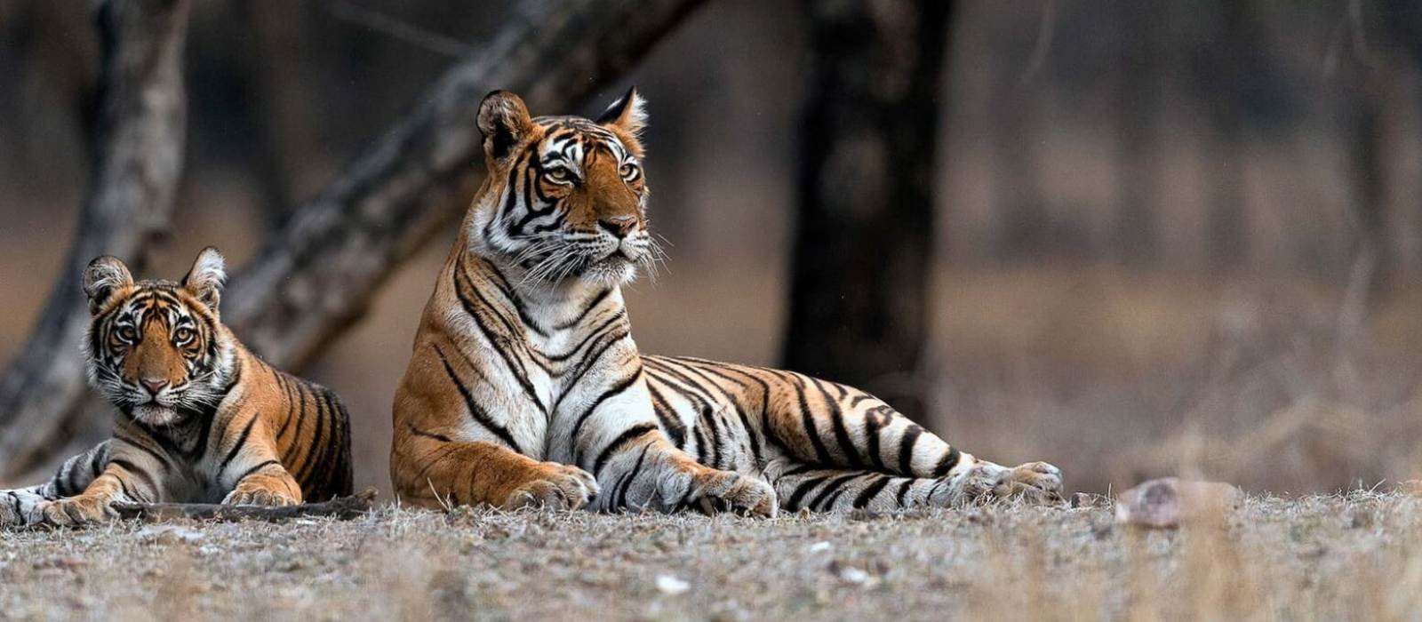 Golden Triangle With Tiger Safari