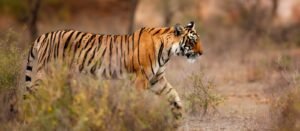 Safari Adventure in Bandhavgarh Tiger Reserve